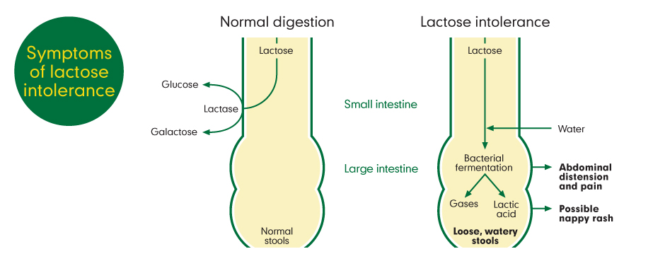 lactose in breast milk